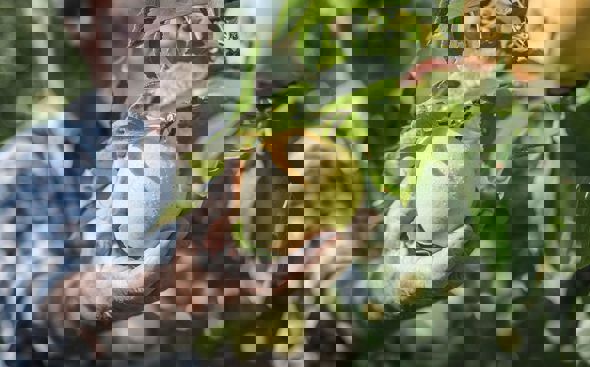 Agricultor recoge una manzana madura del árbol