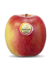 Manzana fresca de la variedad Ambrosia
