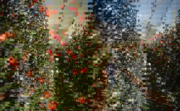 Agricultor camina entre manzanos con manzanas colgando y red anti-granizo arriba